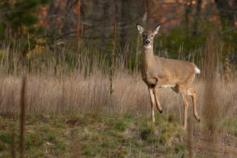 Canon EOS R3 photo of white-tailed deer.