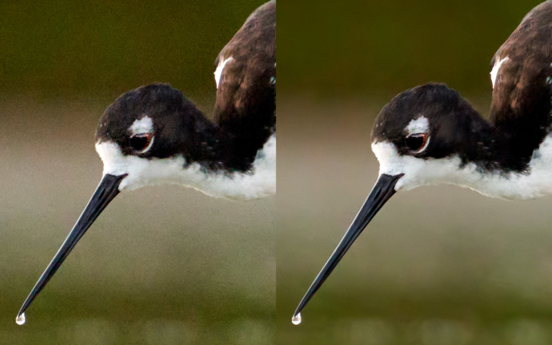 Before and after running the photo through DeNoise AI. 100% crops.