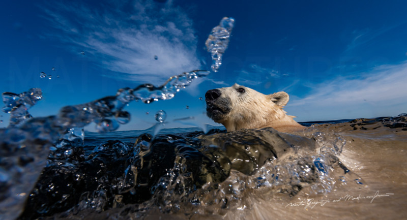 martin-gregus-polar-bear-drone-photography-petapixel-12-800x433.jpg