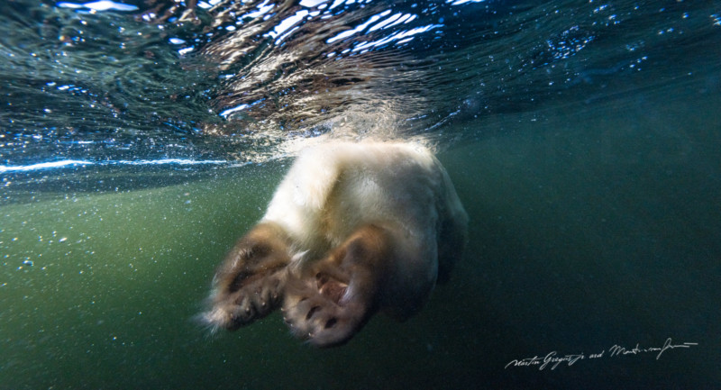 martin-gregus-polar-bear-drone-photography-petapixel-13-800x433.jpg