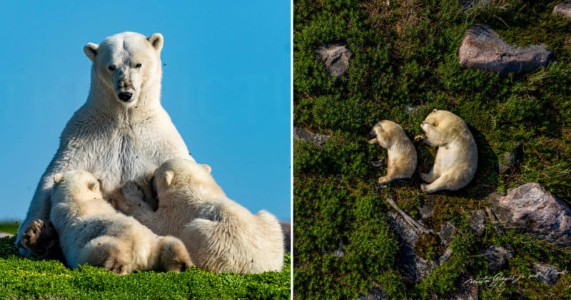 martin-gregus-polar-bear-drone-photography-petapixel-14-800x420.jpg