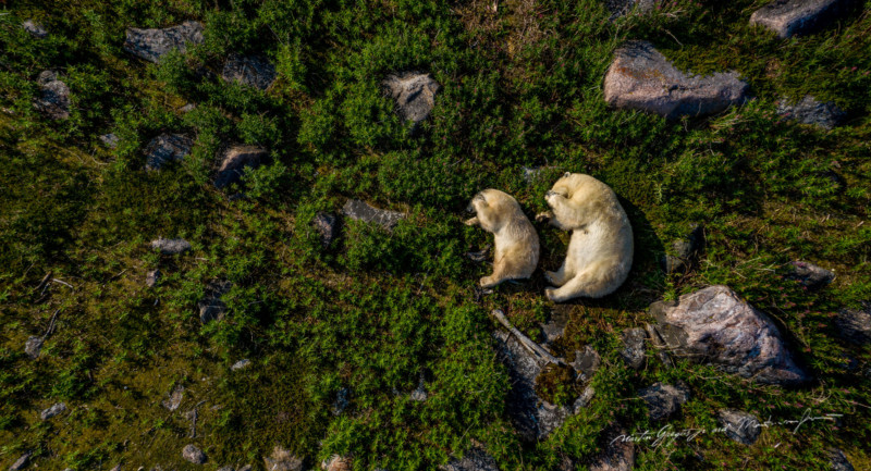 martin-gregus-polar-bear-drone-photography-petapixel-4-800x433.jpg