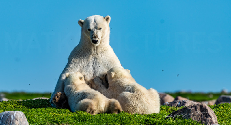 martin-gregus-polar-bear-drone-photography-petapixel-5-800x433.jpg