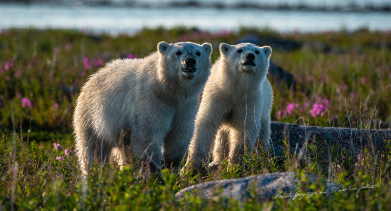 martin-gregus-polar-bear-drone-photography-petapixel-7-800x433.jpg