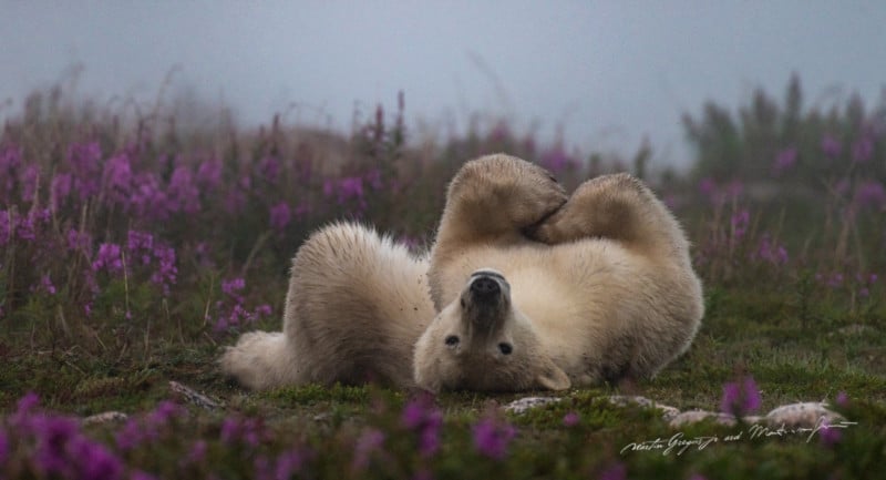 martin-gregus-polar-bear-drone-photography-petapixel-9-800x433.jpg