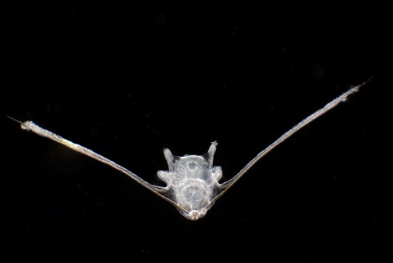 A white Echinoderm larva A white Echinoderm larva