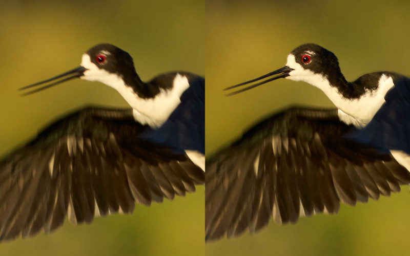 Before and after running the photo through Sharpen AI. 100% crops.