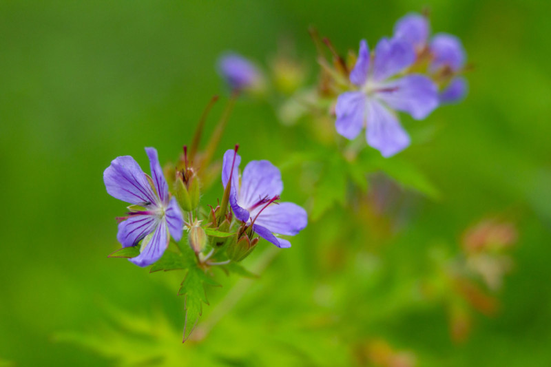 Purple flowers against a green leafy background