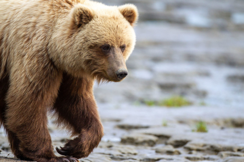 An Alaskan bear walking across wet land