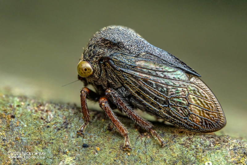A macro photo of a treehopper