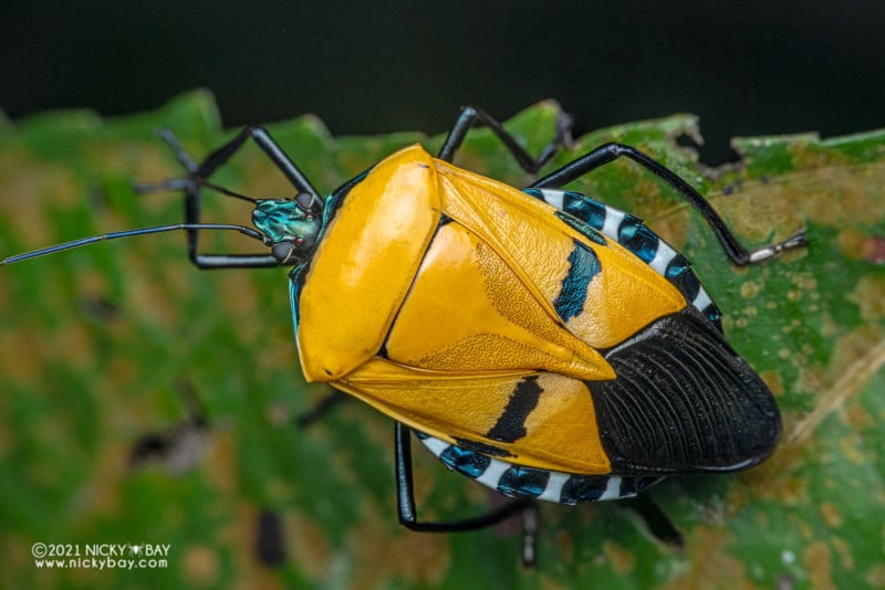 A macro photo of a man-faced stink bug