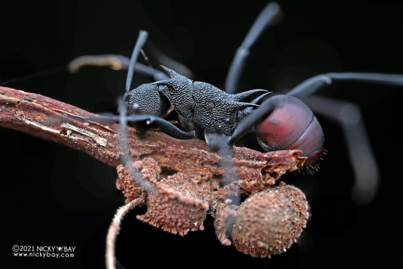 A macro photo of an ant