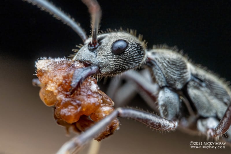 A macro photo of a fingerprint ant