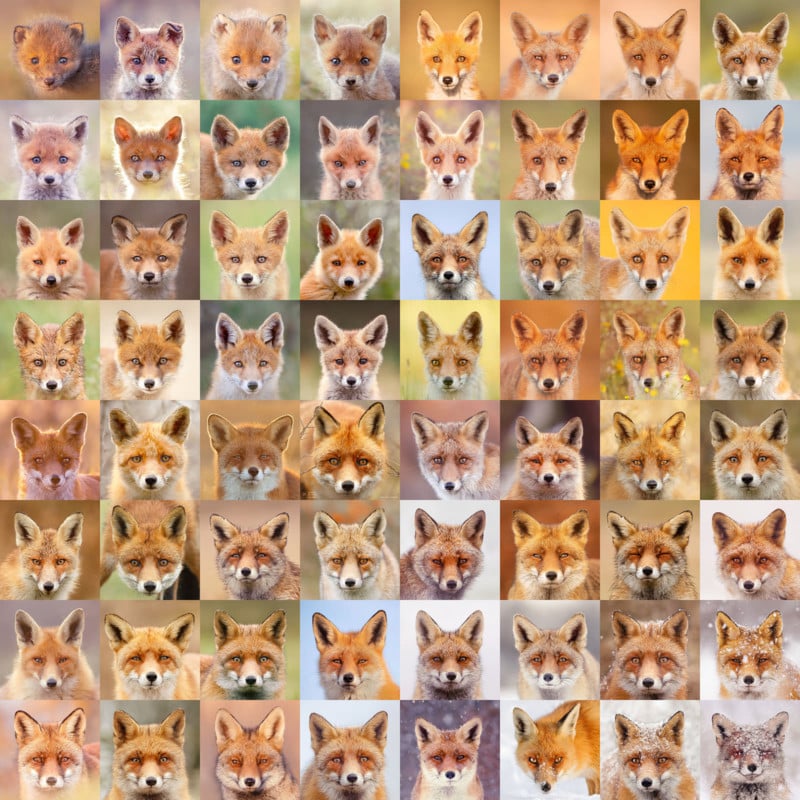 A grid of 64 fox portraits by photographer Roeselien Raimond