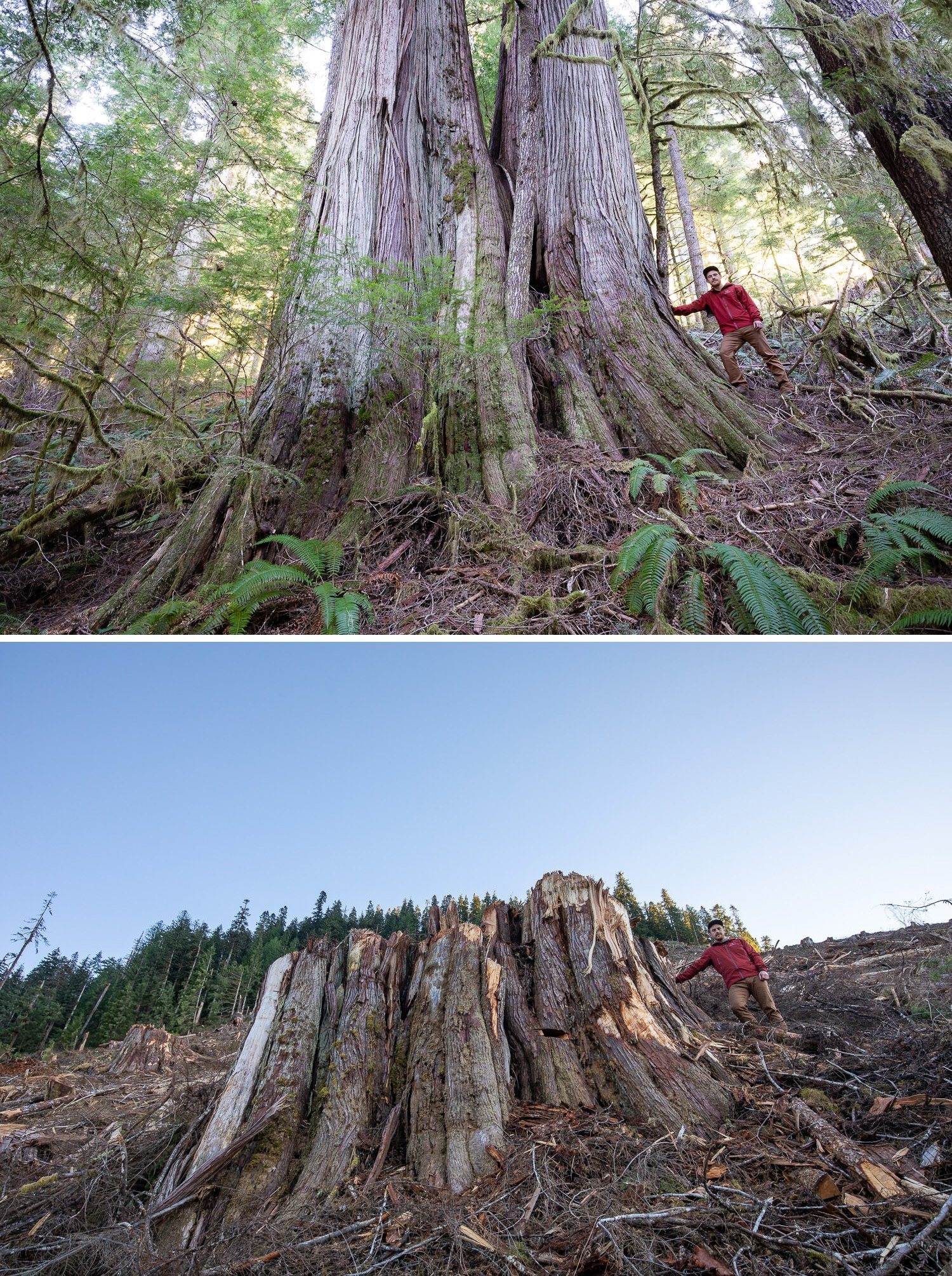 Before and after photos of old-growth trees cut down by logging by photographer TJ Watt Before and after photos of old-growth trees cut down by logging by photographer TJ Watt