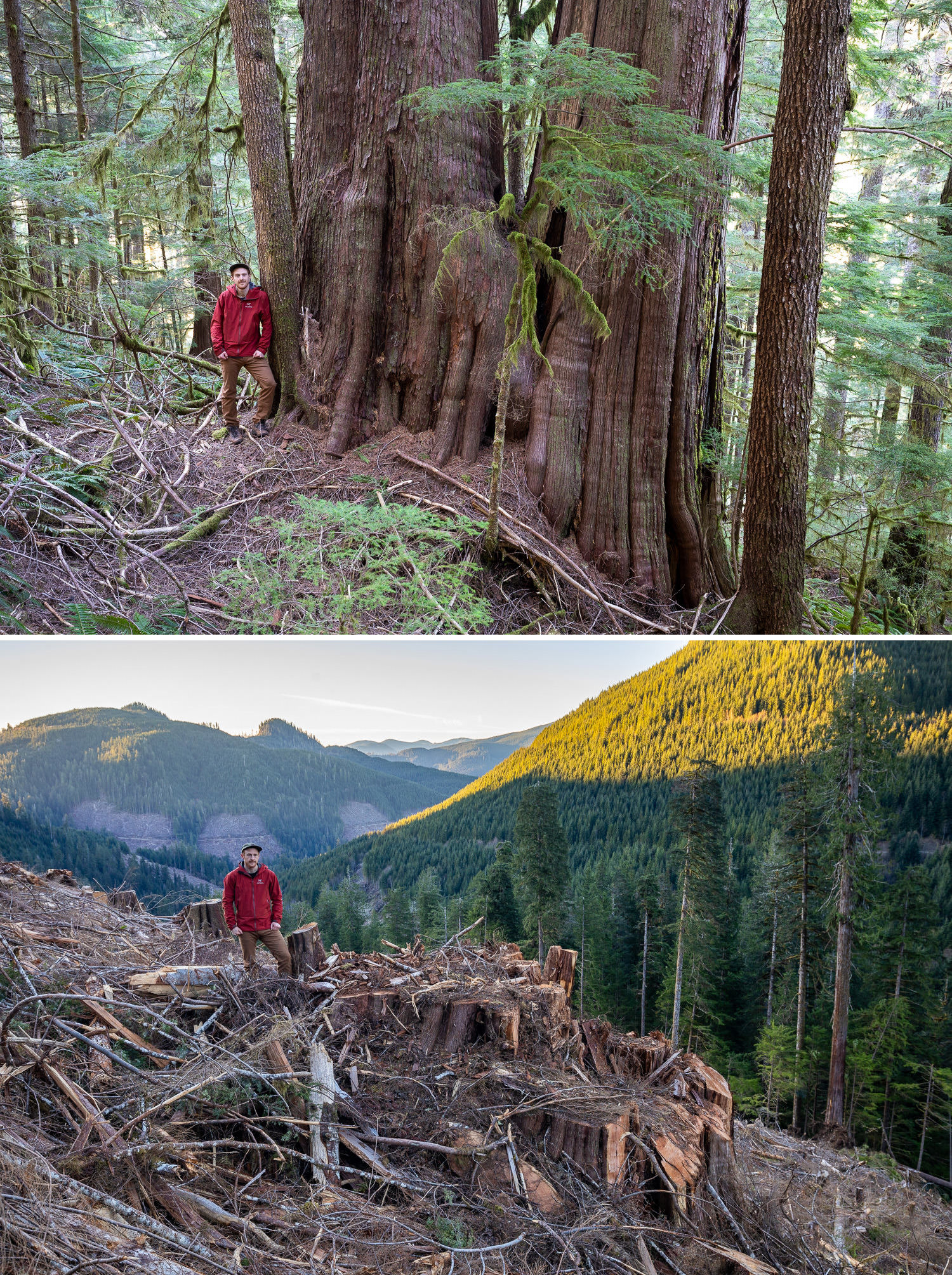 Before and after photos of old-growth trees cut down by logging by photographer TJ Watt Before and after photos of old-growth trees cut down by logging by photographer TJ Watt