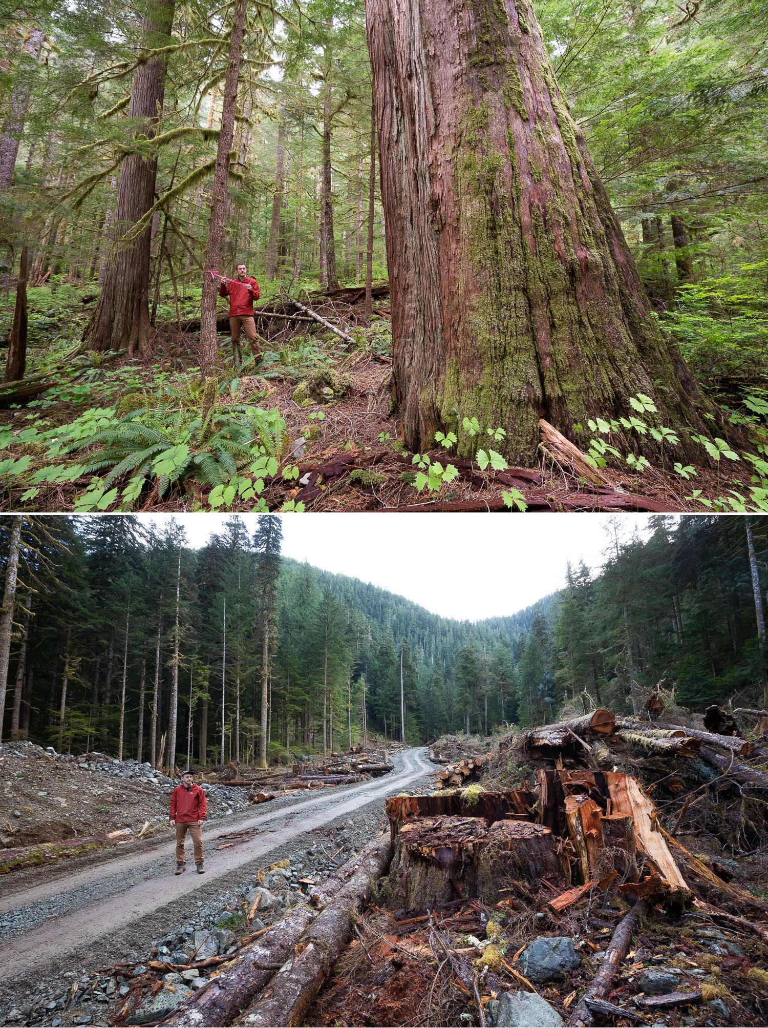 Before and after photos of old-growth trees cut down by logging by photographer TJ Watt Before and after photos of old-growth trees cut down by logging by photographer TJ Watt