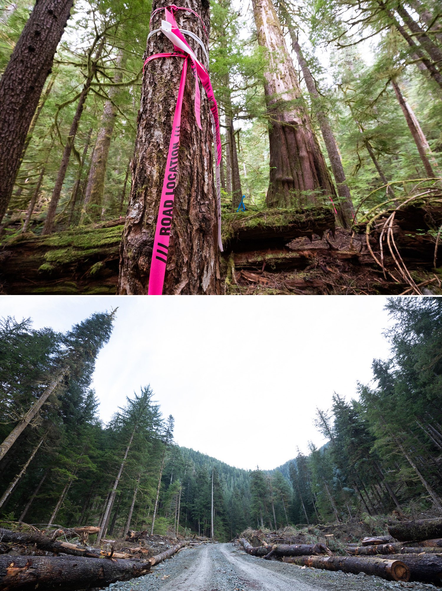 Before and after photos of old-growth trees cut down by logging by photographer TJ Watt Before and after photos of old-growth trees cut down by logging by photographer TJ Watt
