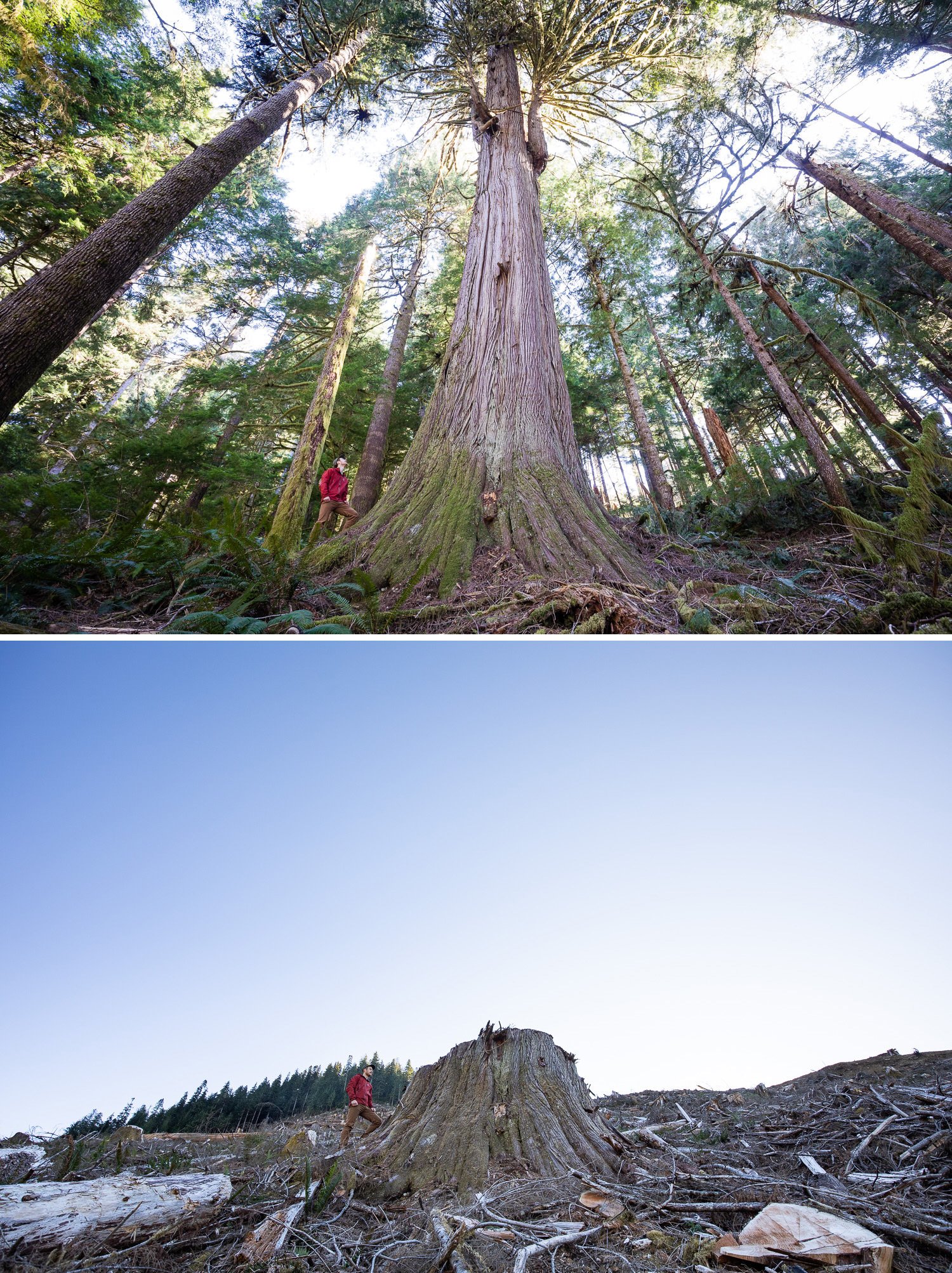 Before and after photos of old-growth trees cut down by logging by photographer TJ Watt Before and after photos of old-growth trees cut down by logging by photographer TJ Watt
