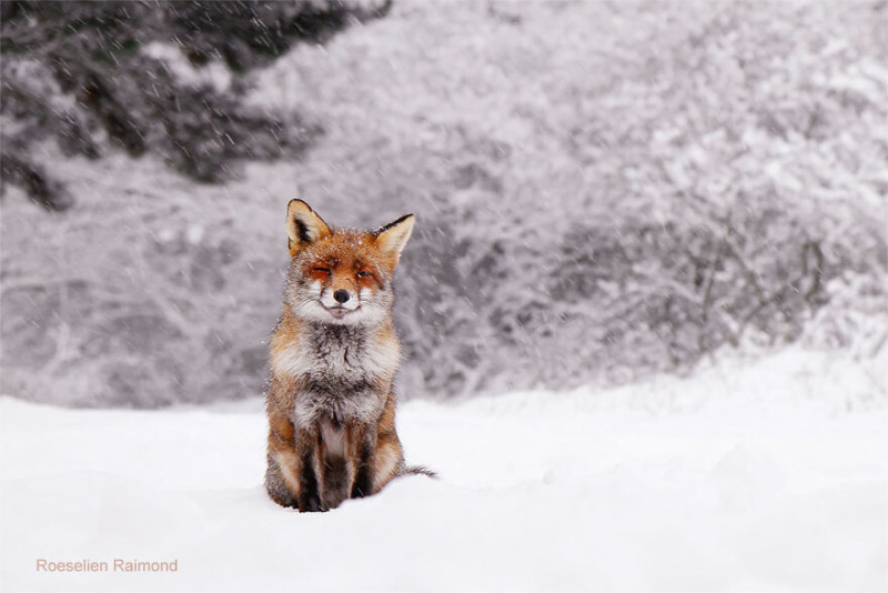 MG_1550_red_fox_snow-61b88672a6203__880-800x534.jpeg