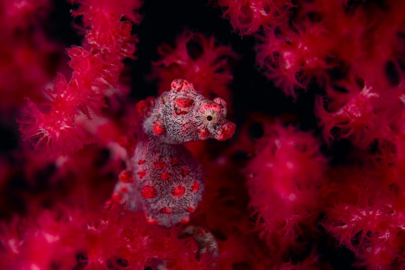 NPOTY-Photo-Contest-2021-Red-in-Red-Georg-Nies-Category-Winner-C6-Underwater-800x533.jpg
