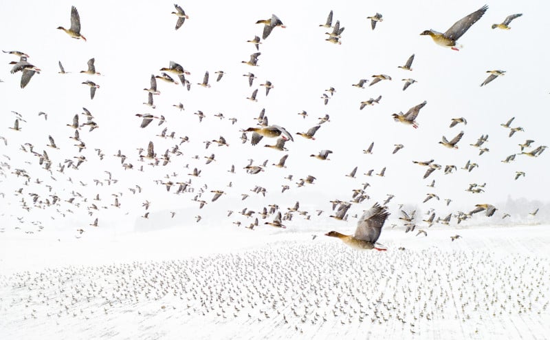 NPOTY-Photo-Contest-2021-Winter-migration-Terje-Kolaas-Category-Winner-C1-Birds-800x494.jpg