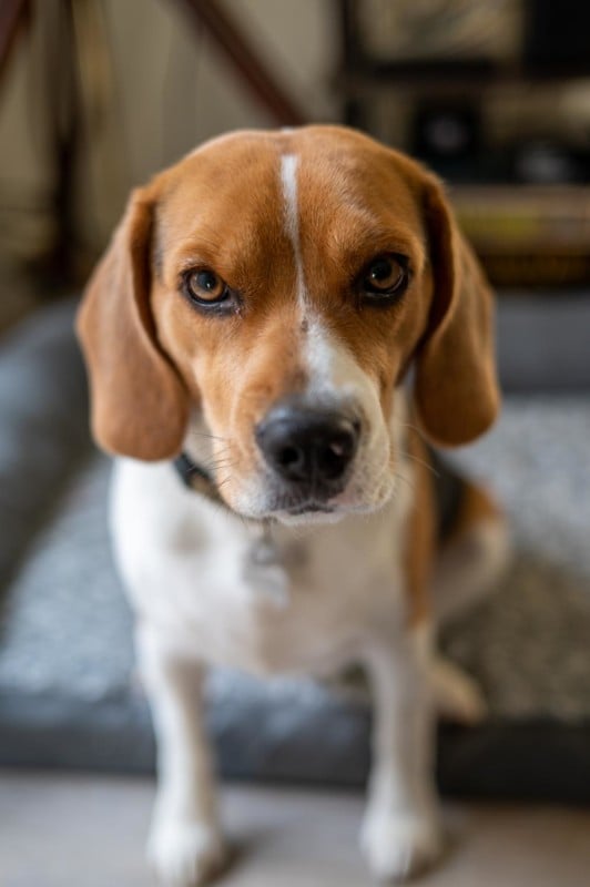 A photo of a dog looking at the camera A photo of a dog looking at the camera