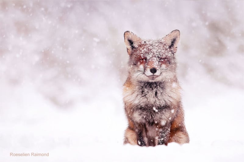 Red_fox_in_the_snow-61b8868232395__880-800x534.jpeg