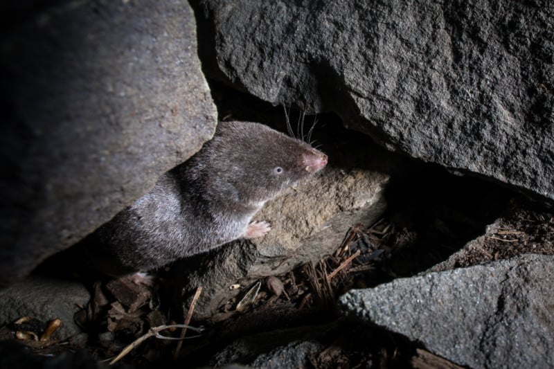A close-up photo of a shrew d feeding in the winter at a bird feeder