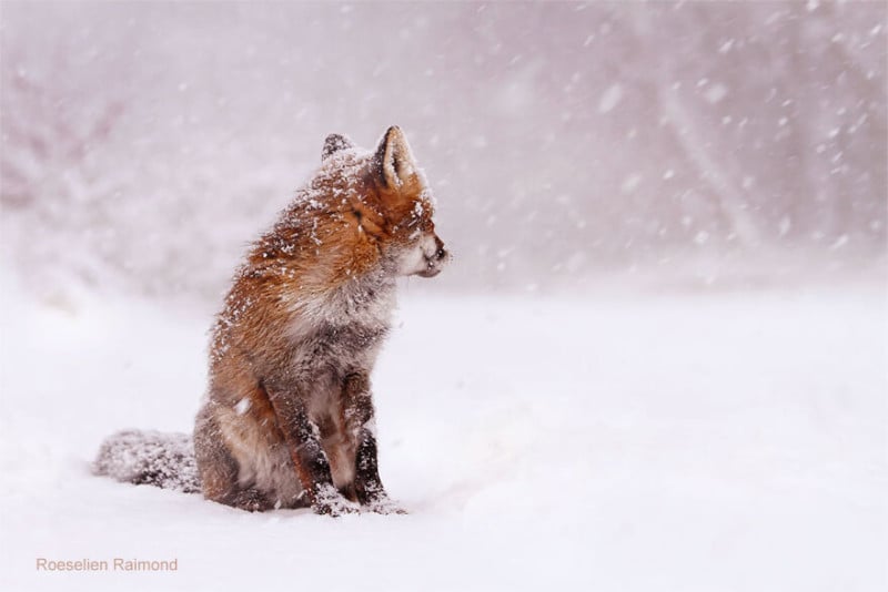 fox_looking_at_the_snow-61b88678d467c__880-800x534.jpeg