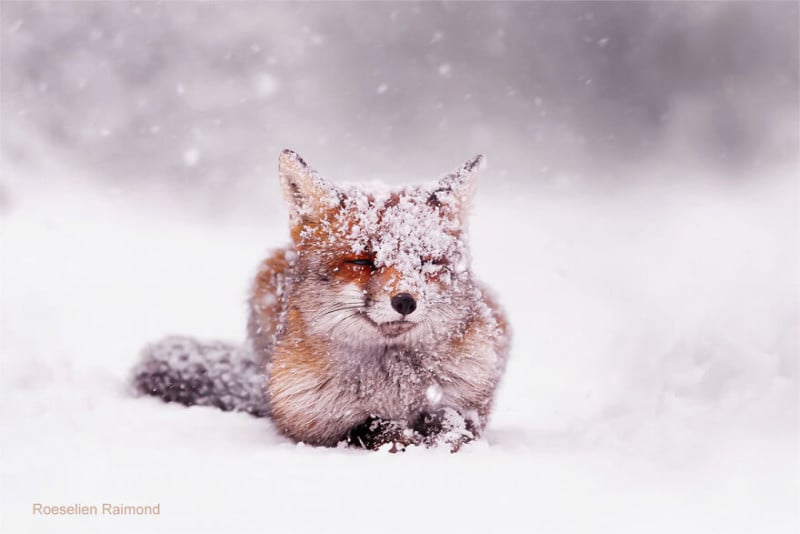 fox_lying_in_the_snow-61b8867a0a31b__880-800x534.jpeg