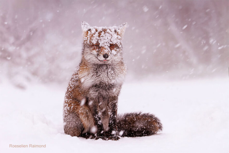 funny_fox_in_the_snow-61b8867c76ff0__880-800x534.jpeg