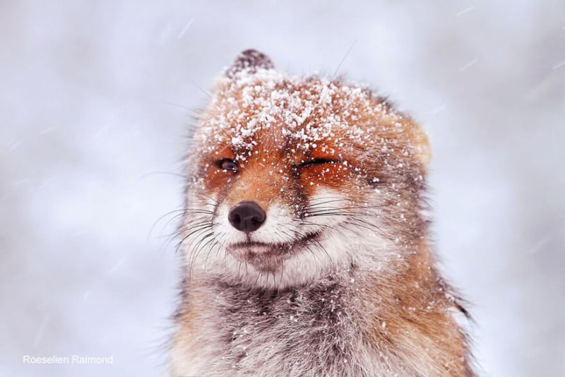 happy_fox_snow-61b8867d886b9__880-800x534.jpeg