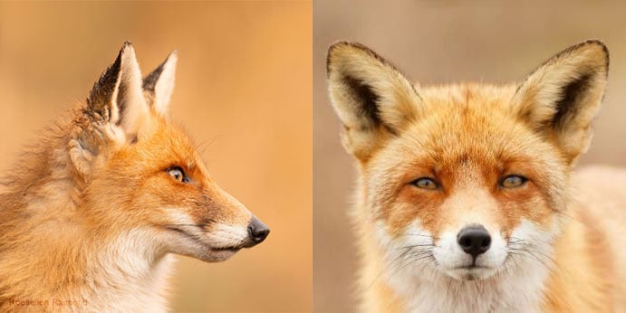 Side by side comparison of fox faces Side by side comparison of fox faces