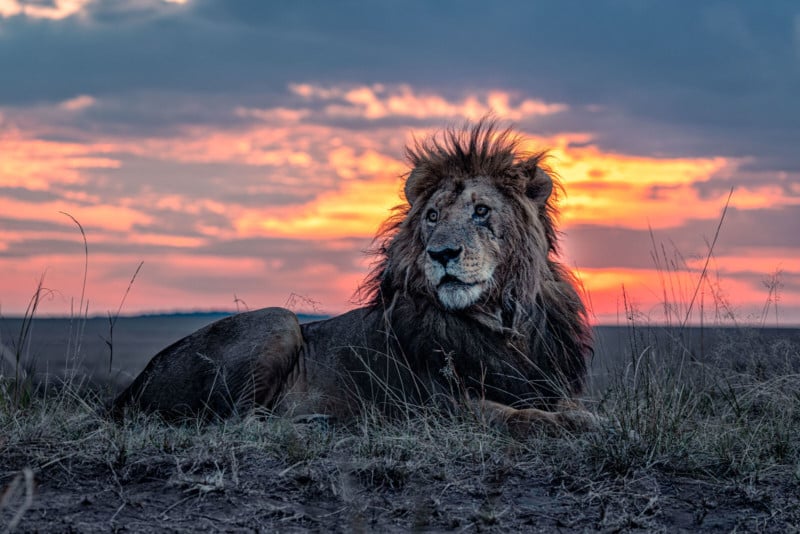 A photo of Morani, the oldest lion in Kenya