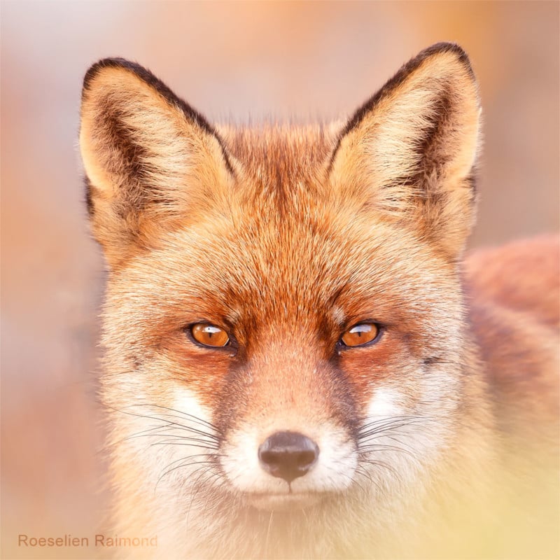 A portrait of a fox