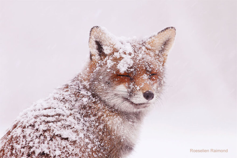 portrait_fox_in_the_snow-61b8867ec8722__880-800x534.jpeg