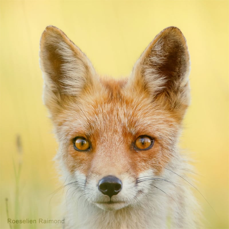 A portrait of a fox A portrait of a fox