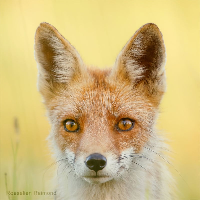 A portrait of a fox