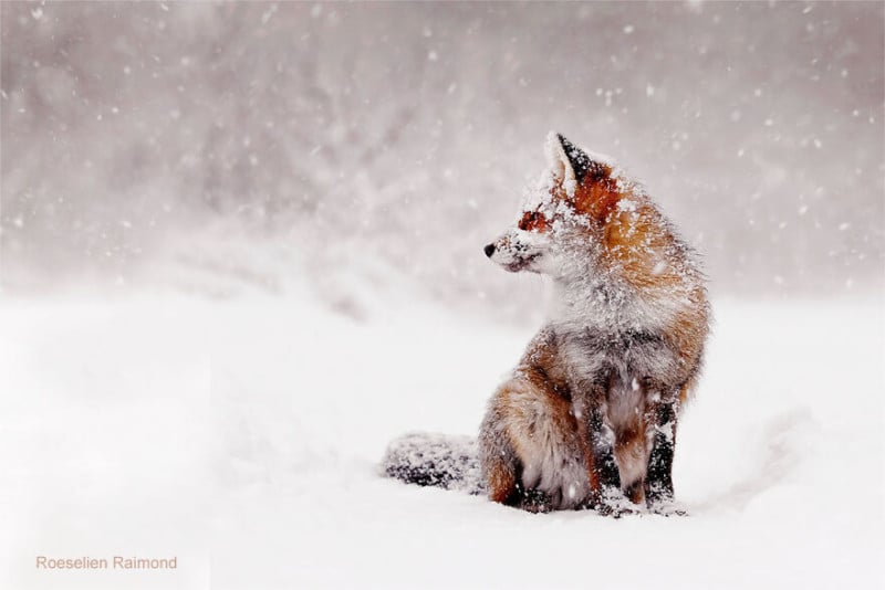 red_fox_covered_with_snow-61b8867fea7bd__880-800x534.jpeg
