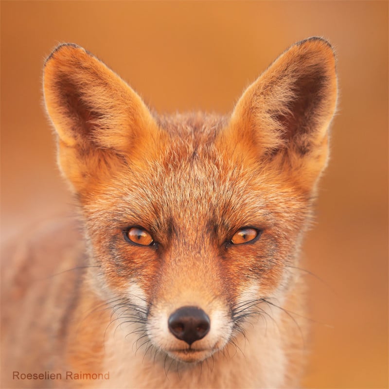 A portrait of a fox