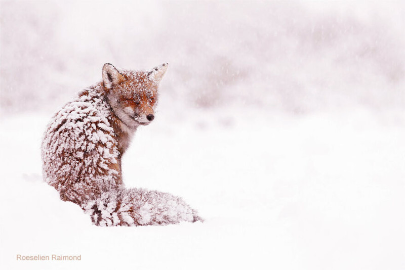 red_fox_snowstorm-61b886844711b__880-800x534.jpeg