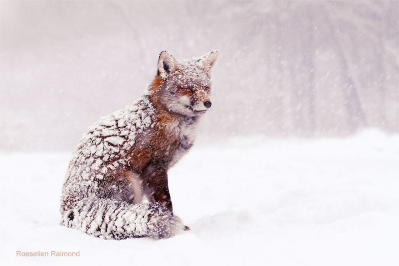 red_fox_winter_wonderland-61b88685540b2__880-800x534.jpeg