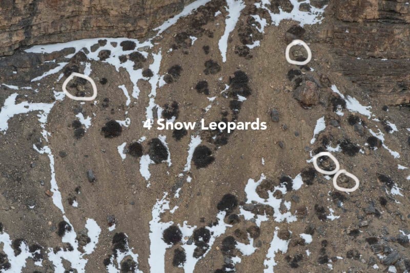 snow-leopard-answer-2-800x534.jpg