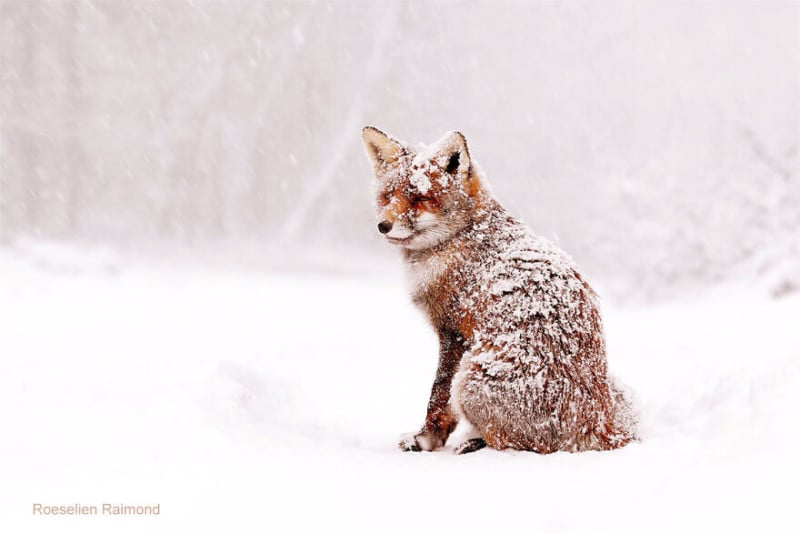 winter_fox-61b886872f645__880-800x534.jpeg