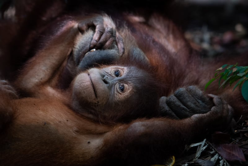 A photo of a baby orangutan