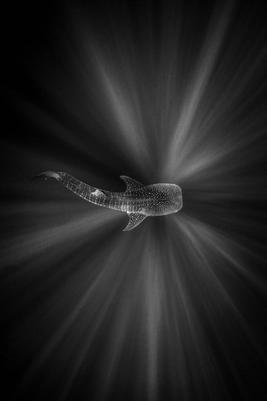 A black and white photo of a whale shark from above