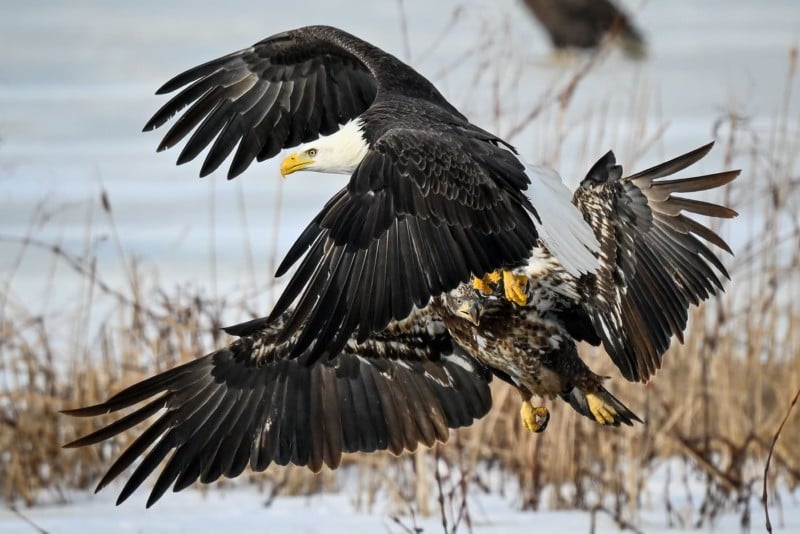 A photo of bald eagles in flight A photo of bald eagles in flight