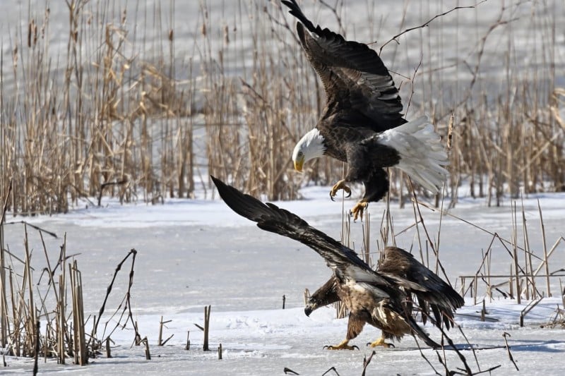 A photo of bald ealges in flight