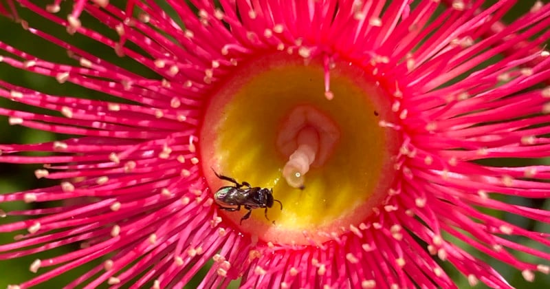 A bug at the center of a flower A bug at the center of a flower